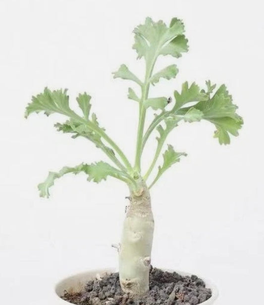 Pelargonium klinghardtense seeds