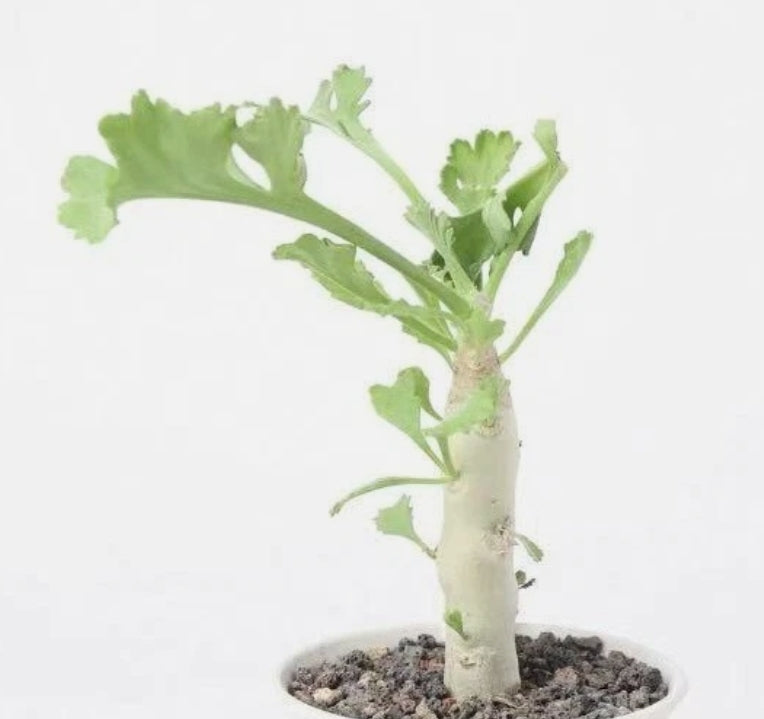 Pelargonium klinghardtense seeds