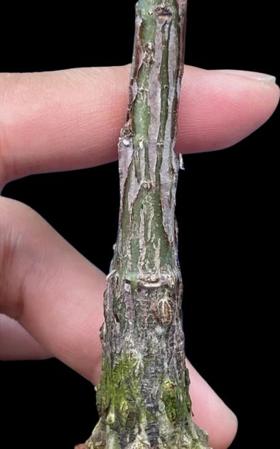 Adenia monadelpha seeds