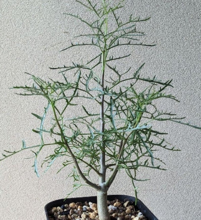 Commiphora gracilifrondosa seeds