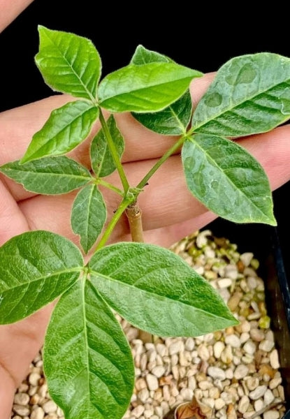 Commiphora mollis seeds