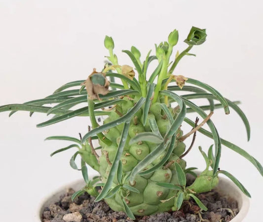 Euphorbia pubiglans seeds