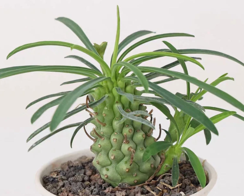 Euphorbia pubiglans seeds