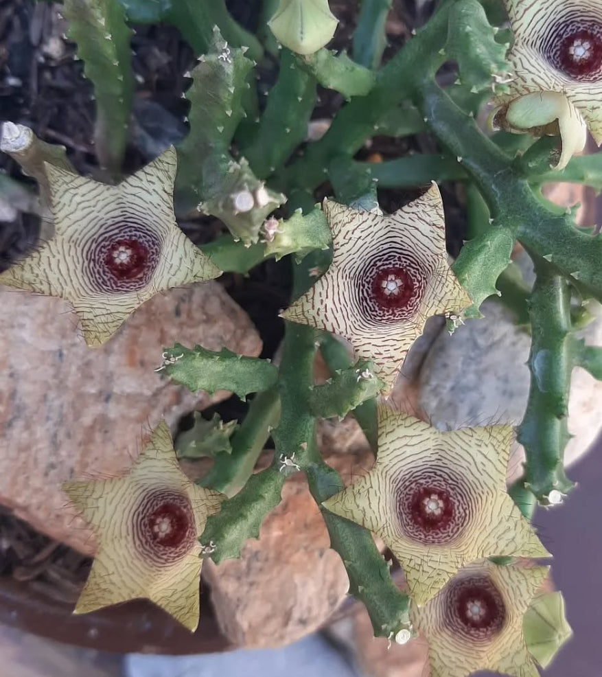 Caralluma pauciflora seeds