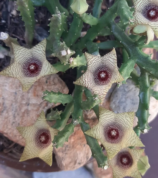 Caralluma pauciflora seeds