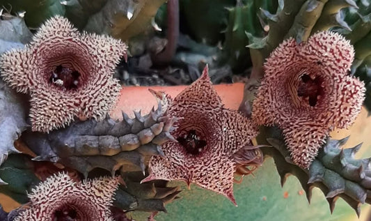 Huernia Volkartii ssp .Volkartii seeds