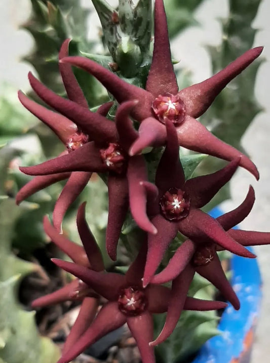 Orbea Wismmanii X Orbea Hesperidum seeds