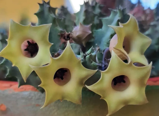 Huernia Quinta seeds