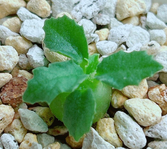 Dorstenia hildebrandtii f.crispum  seeds