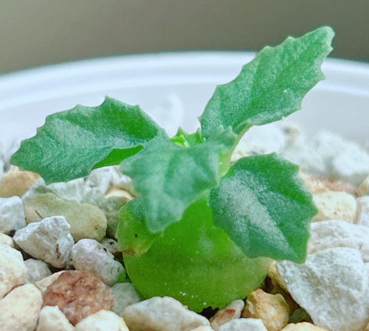 Dorstenia hildebrandtii f.crispum  seeds