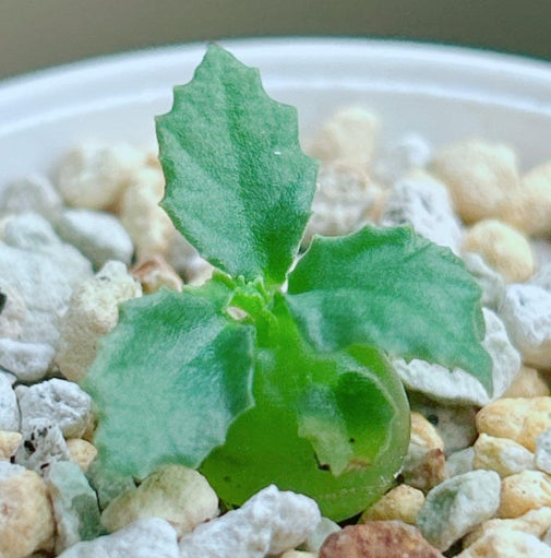 Dorstenia hildebrandtii f.crispum  seeds