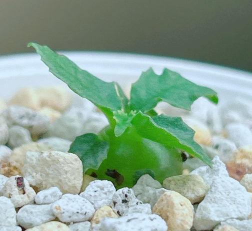 Dorstenia hildebrandtii f.crispum  seeds