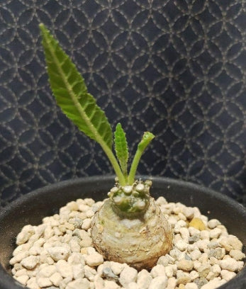 Dorstenia crispa var. lancifolia seeds