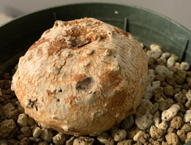 Dorstenia ellenbeckiana seeds