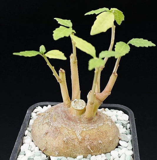 Dorstenia zanzibarica seeds