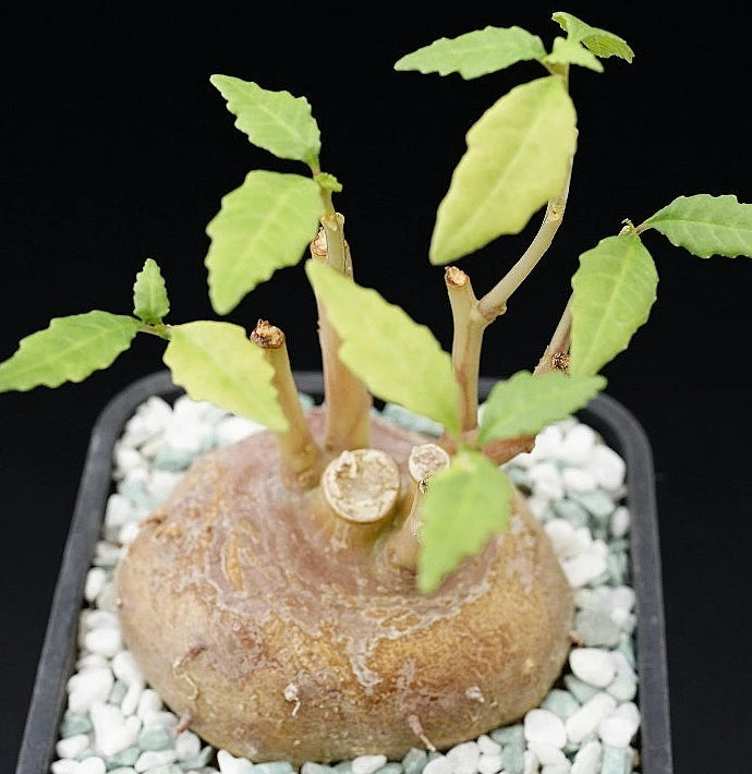 Dorstenia zanzibarica seeds