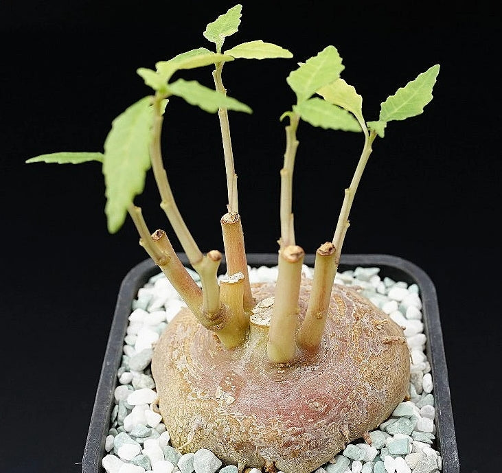 Dorstenia zanzibarica seeds