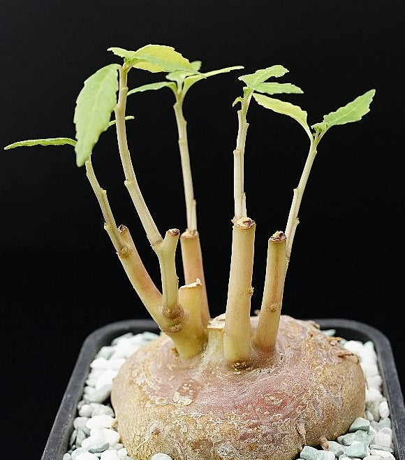 Dorstenia zanzibarica seeds