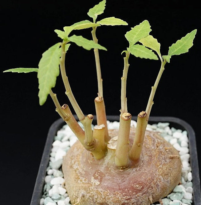 Dorstenia zanzibarica seeds