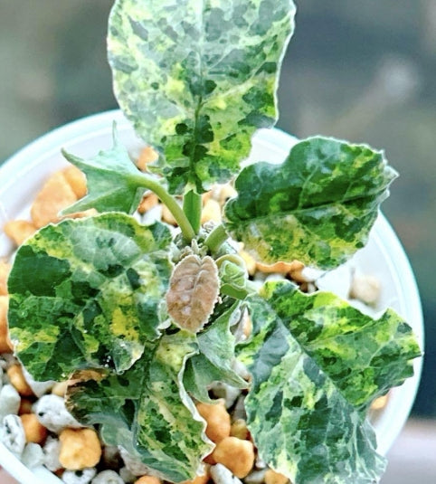 Dorstenia foetida variegated seeds