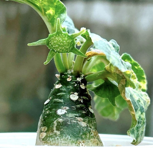 Dorstenia foetida variegated seeds