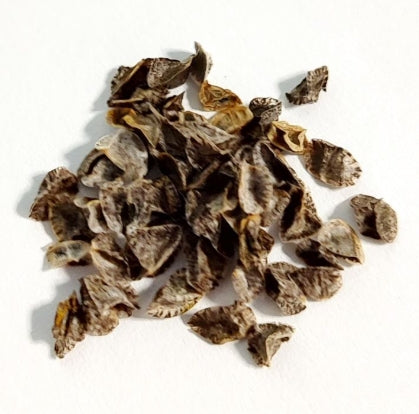 Aloe capitata v angavoana seeds