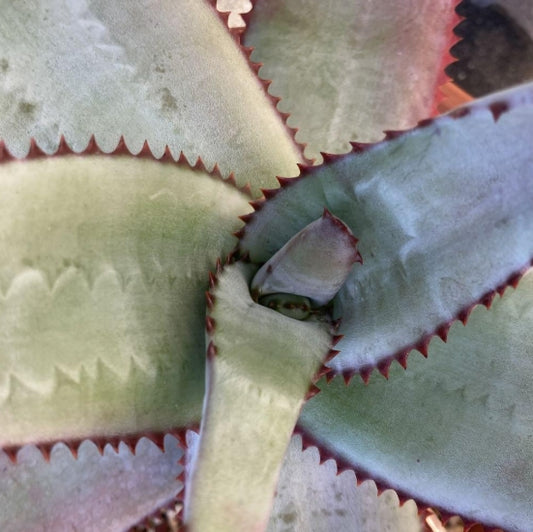 Aloe capitata v angavoana seeds