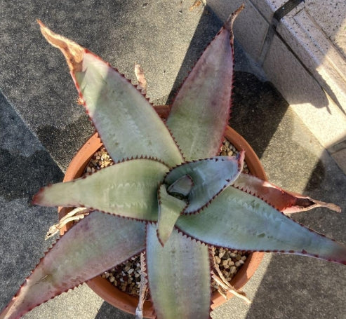 Aloe capitata v angavoana seeds