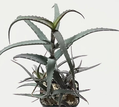 Aloe acutissima seeds