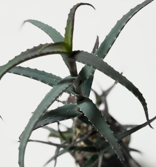 Aloe acutissima seeds
