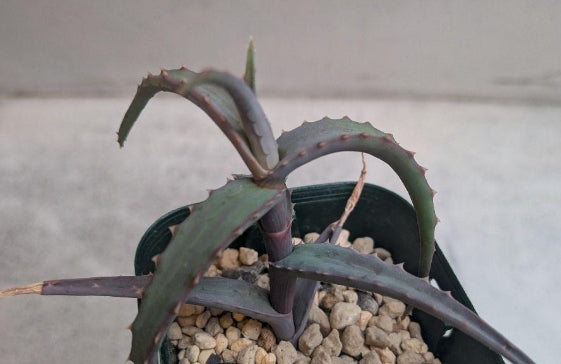 Aloe acutissima f.glauca seeds