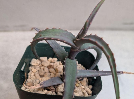 Aloe acutissima f.glauca seeds