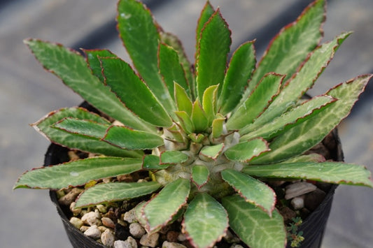 Euphorbia venefica seeds