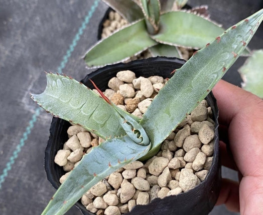 Agave chrysantha seeds