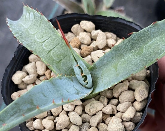 Agave chrysantha seeds