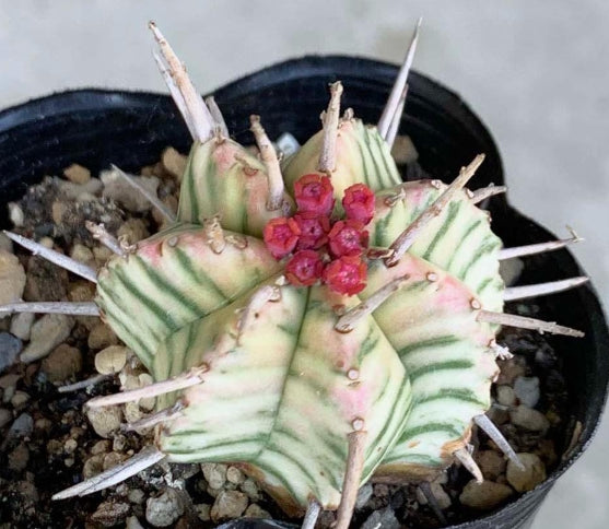 Euphorbia meloformis seeds