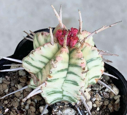 Euphorbia meloformis seeds