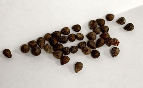 Euphorbia meloformis seeds