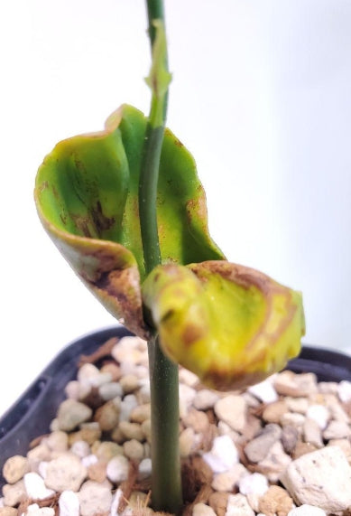 Adansonia suarezensis seeds