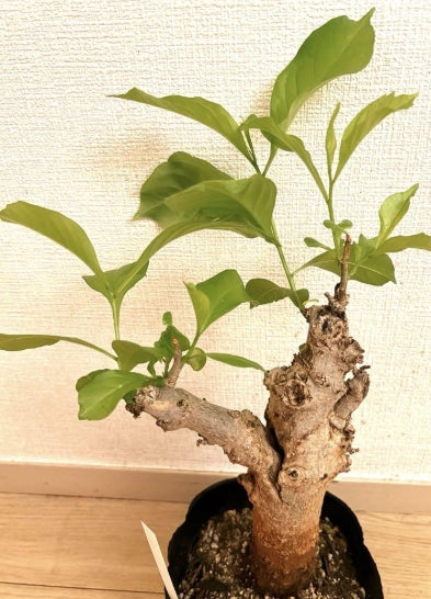 Adansonia digitata seeds