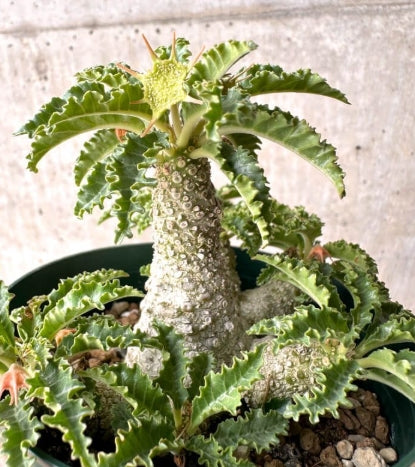 Dorstenia horwoodii seeds