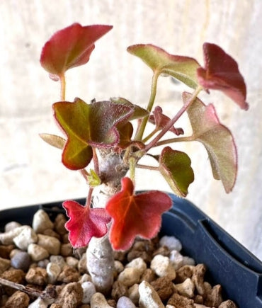 Pelargonium tongaense seeds