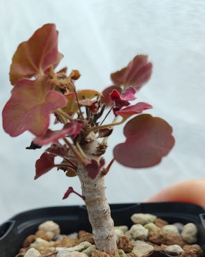 Pelargonium tongaense seeds