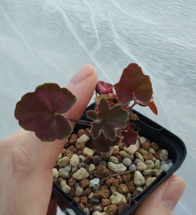 Pelargonium tongaense seeds