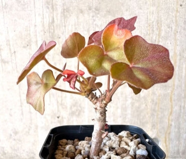 Pelargonium tongaense seeds