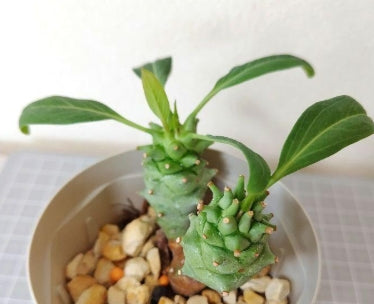 Euphorbia longituberculosa seeds