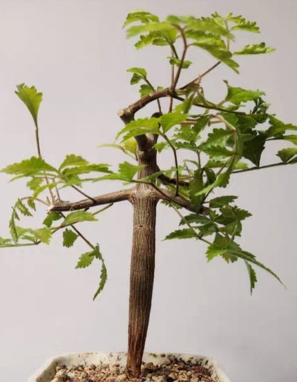 Bursera graveolens seeds