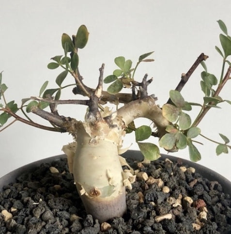 Commiphora kataf seeds