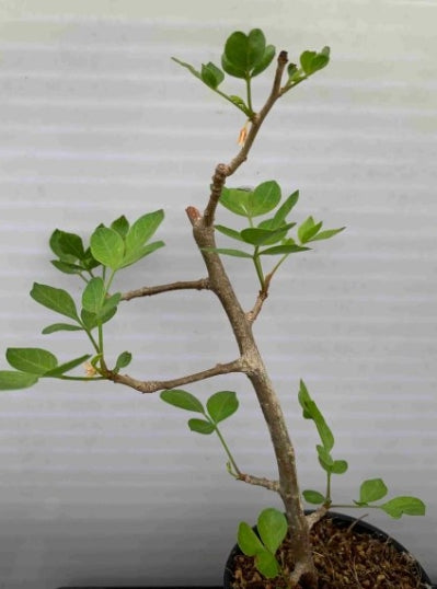 Bursera fagaroides seeds
