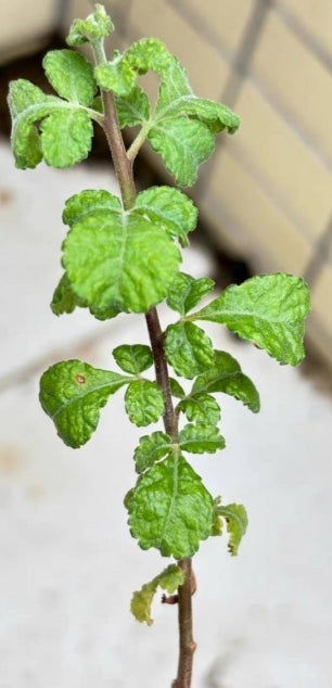 Commiphora confusa seeds